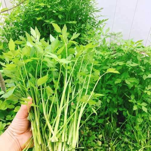 Rau cần nước tươi non mới hái