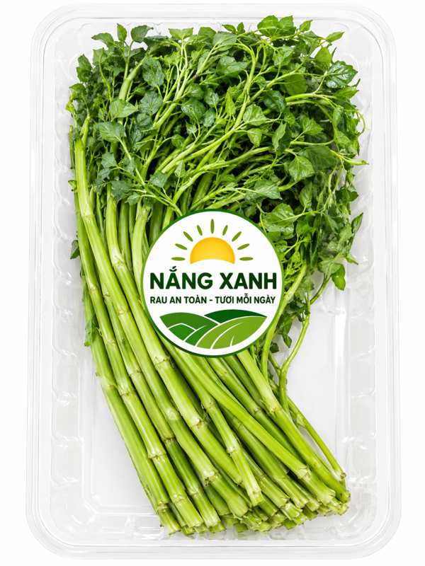 Rau cần nước Nắng Xanh được đóng gói tươi mỗi ngày