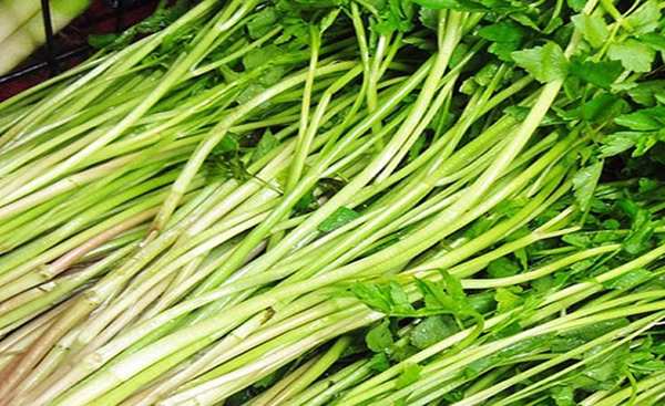 Những bó rau cần nước tươi ngon tại vườn