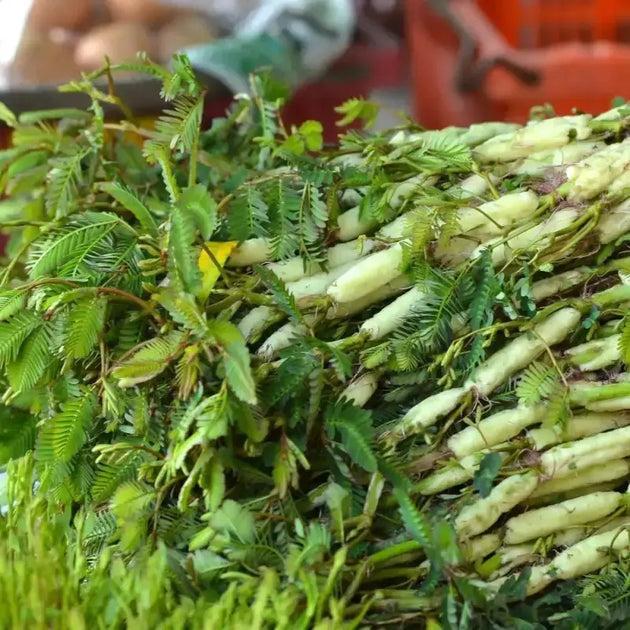Rau nhút sau khi thu hoạch bó thành bó
