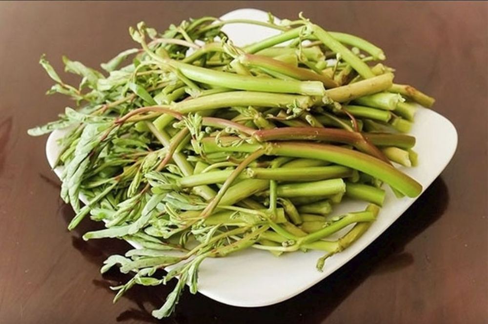 Rau nhút tươi dùng nhúng lẩu mắm