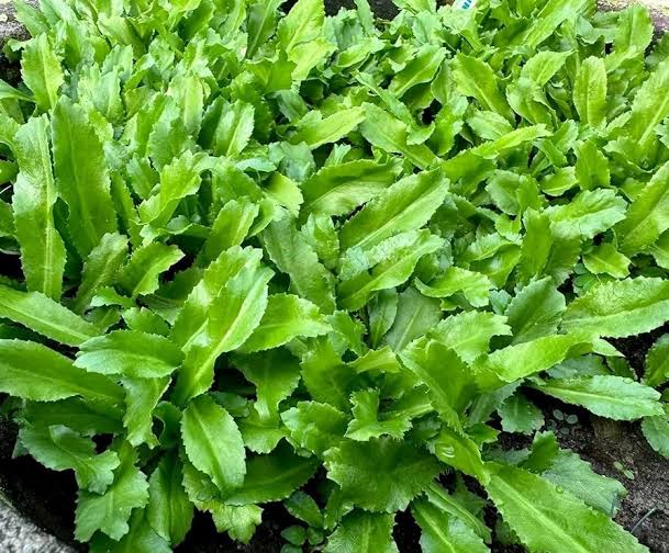 Rau ngò gai Nắng Xanh đóng gói tươi mỗi ngày