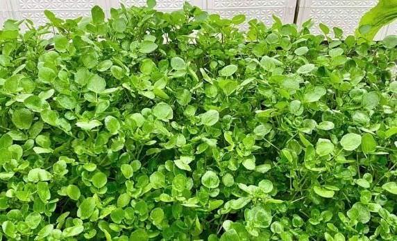 5 lợi ích tuyệt vời của xà lách xoong đối với trẻ nhỏ